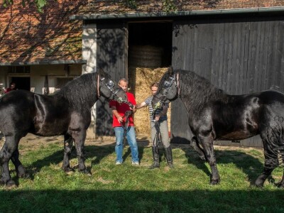 međimurski konj je najugroženija autohtona pasmina u Hrvatskoj