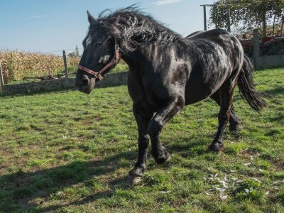međimurski konj je najugroženija autohtona pasmina u Hrvatskoj