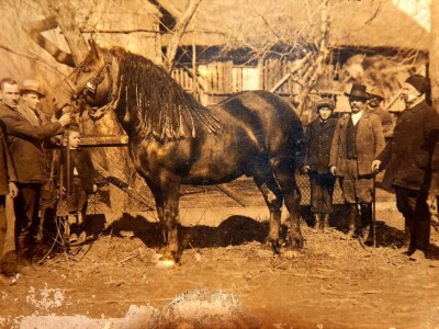 međimurski konj je najugroženija autohtona pasmina u Hrvatskoj