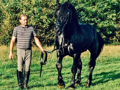 međimurski konj je najugroženija autohtona pasmina u Hrvatskoj