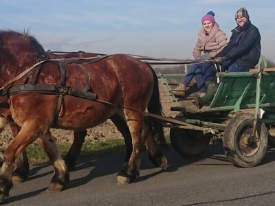 međimurski konj je najugroženija autohtona pasmina u Hrvatskoj