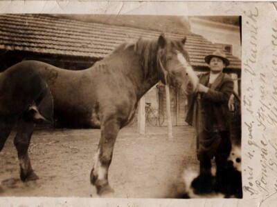 međimurski konj je najugroženija autohtona pasmina u Hrvatskoj