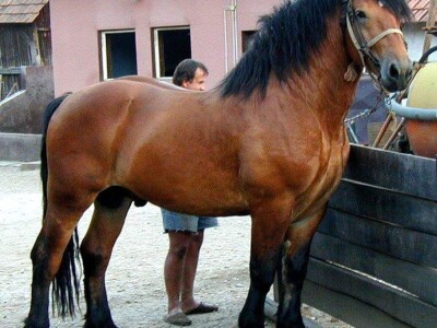 međimurski konj je najugroženija autohtona pasmina u Hrvatskoj