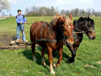 međimurski konj je najugroženija autohtona pasmina u Hrvatskoj