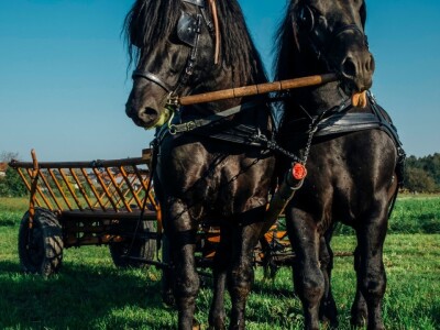 međimurski konj je najugroženija autohtona pasmina u Hrvatskoj