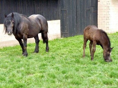 međimurski konj je najugroženija autohtona pasmina u Hrvatskoj