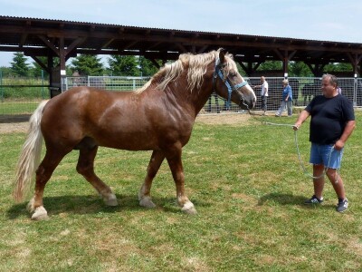 međimurski konj je najugroženija autohtona pasmina u Hrvatskoj