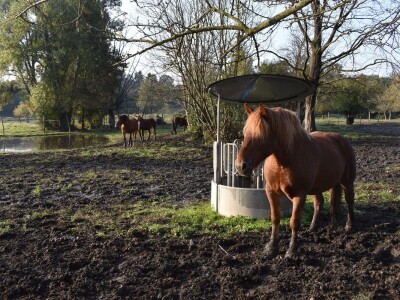 međimurski konj je najugroženija autohtona pasmina u Hrvatskoj