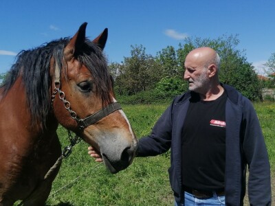 međimurski konj je najugroženija hrvatska autohtona pasmina