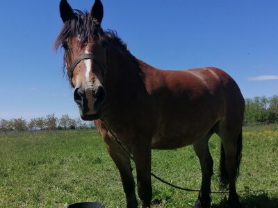međimurski konj je najugroženija hrvatska autohtona pasmina