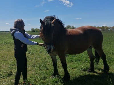 međimurski konj je najugroženija hrvatska autohtona pasmina