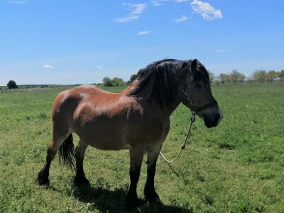 međimurski konj je najugroženija hrvatska autohtona pasmina