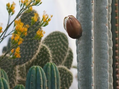 Mediteranska botanička bašta u Srbiji
