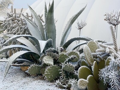 Mediteranska botanička bašta u Srbiji