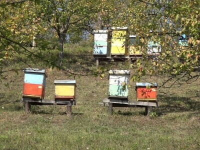 Medovača na Rađevski način