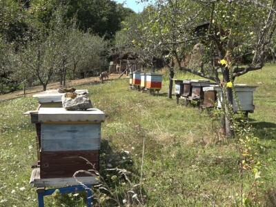 Medovača na Rađevski način