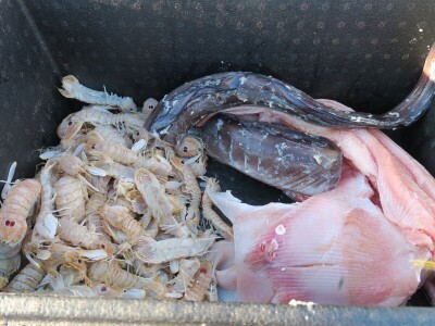 Medulinska noć - natjecanje u spremanju brudeta