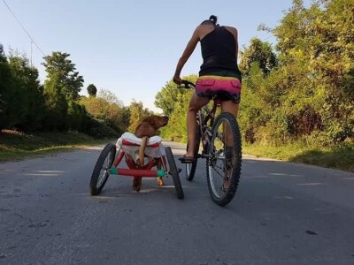 Međunarodni dan zaštite životinja