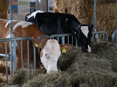 Međunarodni poljoprivredno-prehrambeni sajam AGRA u Gornjoj Radgoni