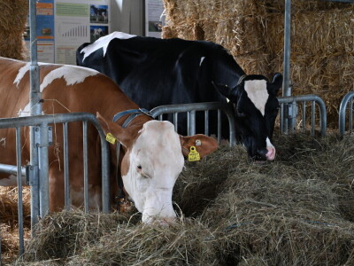 Međunarodni poljoprivredno-prehrambeni sajam AGRA u Gornjoj Radgoni