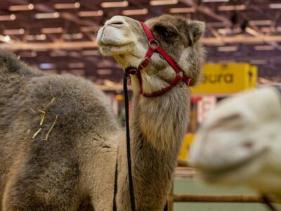 Međunarodni sajam poljoprivrede "Salon international de l'Agriculture - SIA"