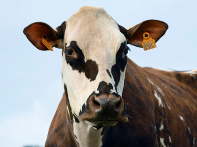 Međunarodni sajam poljoprivrede "Salon international de l'Agriculture - SIA"