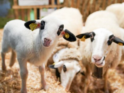 Međunarodni sajam poljoprivrede "Salon international de l'Agriculture - SIA"