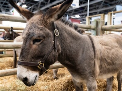 Međunarodni sajam poljoprivrede "Salon international de l'Agriculture - SIA"