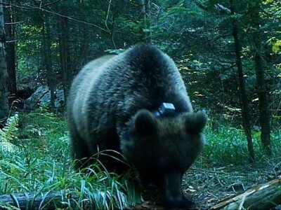 Medvedi Aleksandar i Zoran