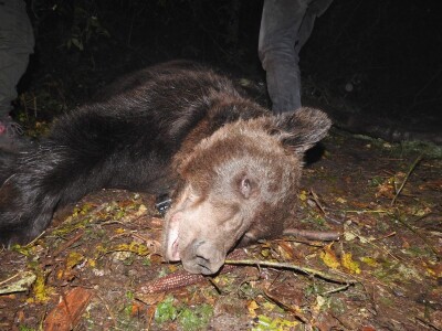 Medvedi Aleksandar i Zoran