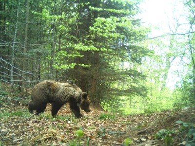 Medvedi Aleksandar i Zoran