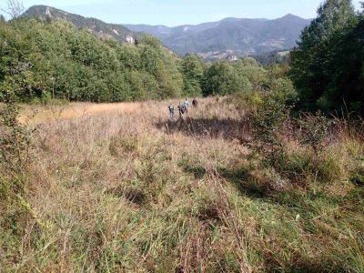 Medvedi u Zlatiborskom orkugu