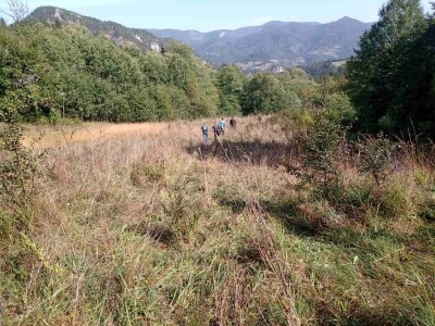 Medvedi u Zlatiborskom orkugu Medvedi u Zlatiborskom orkugu