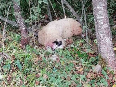 Medvedi u Zlatiborskom orkugu Medvedi u Zlatiborskom orkugu