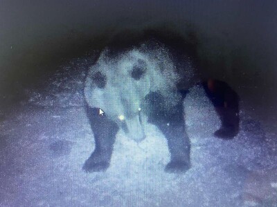 Medvedi u Zlatiborskom orkugu Medvedi u Zlatiborskom orkugu