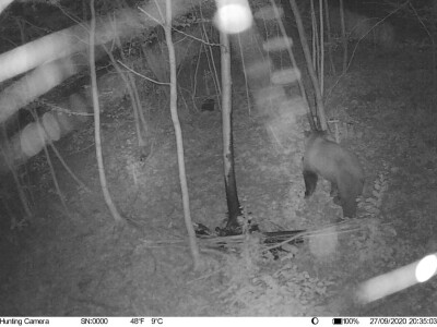 Medvedi u Zlatiborskom orkugu Medvedi u Zlatiborskom orkugu