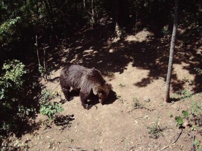 Medvedi u Zlatiborskom orkugu Medvedi u Zlatiborskom orkugu