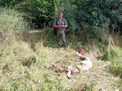 Medvedi u Zlatiborskom orkugu