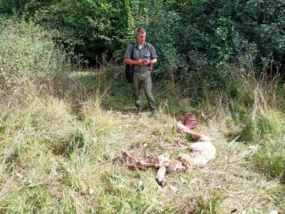 Medvedi u Zlatiborskom orkugu Medvedi u Zlatiborskom orkugu