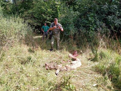 Medvedi u Zlatiborskom orkugu Medvedi u Zlatiborskom orkugu