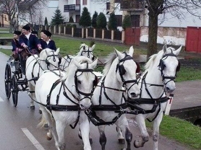Suradnja s Ergelom Medvidović