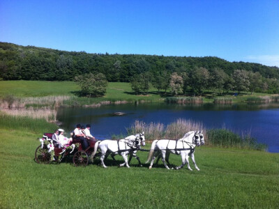 Vučkovići uživaju u gracioznosti lipicanaca