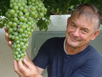 Mega grozd Mijata Stanišića