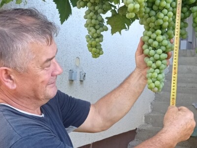 Mega grozd Mijata Stanišića