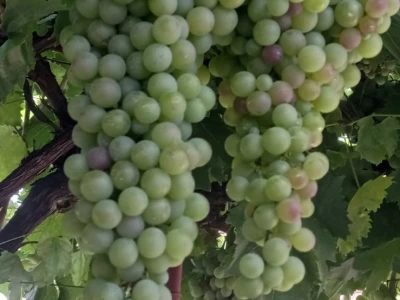 Mega grozd Mijata Stanišića