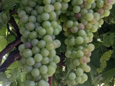 Mega grozd Mijata Stanišića