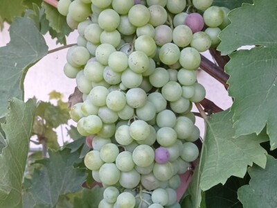 Mega grozd Mijata Stanišića