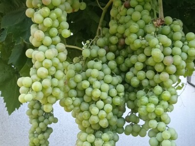 Mega grozd Mijata Stanišića