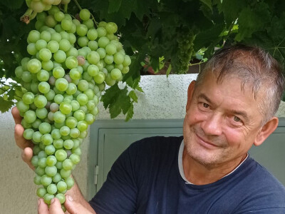 Mega grozd Mijata Stanišića