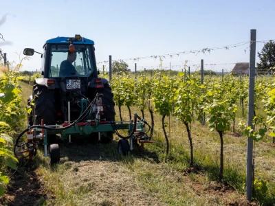 Mehaničko uništavanje korova u vinogradu